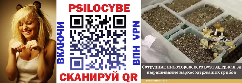 Псилоцибиновые грибы Psilocybe  Купить закладки  Наволоки 